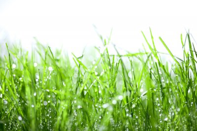 Sticker Groen gras met dalingen