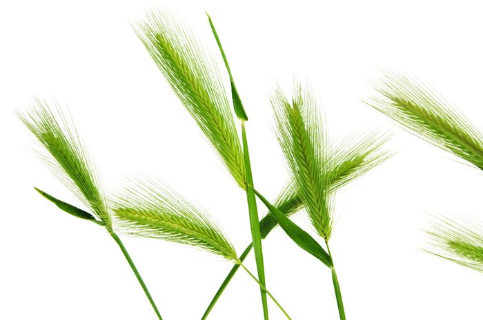 Sticker Groene aren van jong graan