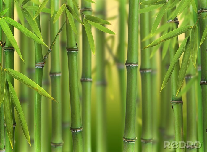 Sticker Groene bamboe in het bos