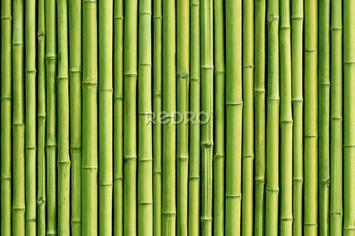 Sticker Groene bamboe schutting