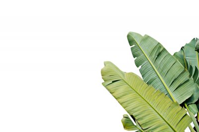 Sticker Groene bananenbladeren op een witte achtergrond