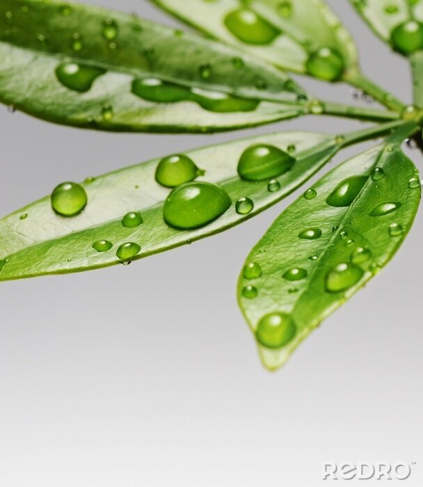 Sticker Groene bladeren bedekt met dauw