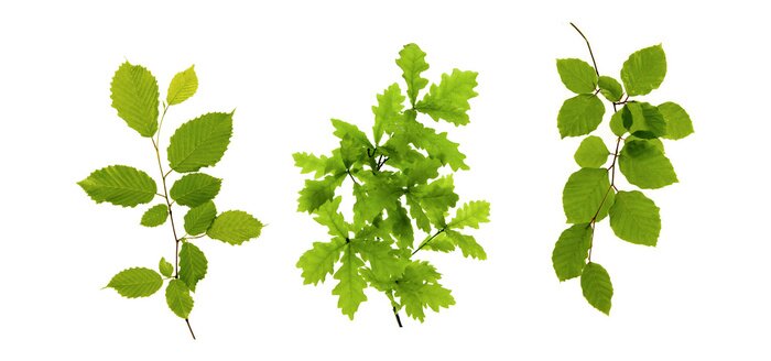 Sticker Groene bladeren die op wit.