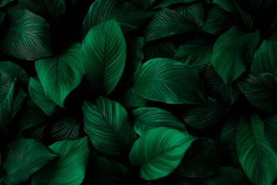 Groene bladeren van Spathiphyllum cannifolium