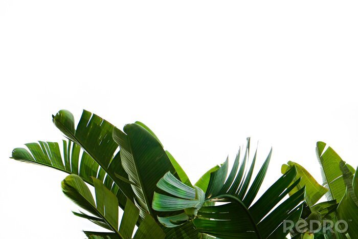 Sticker Groene bladeren van tropische planten