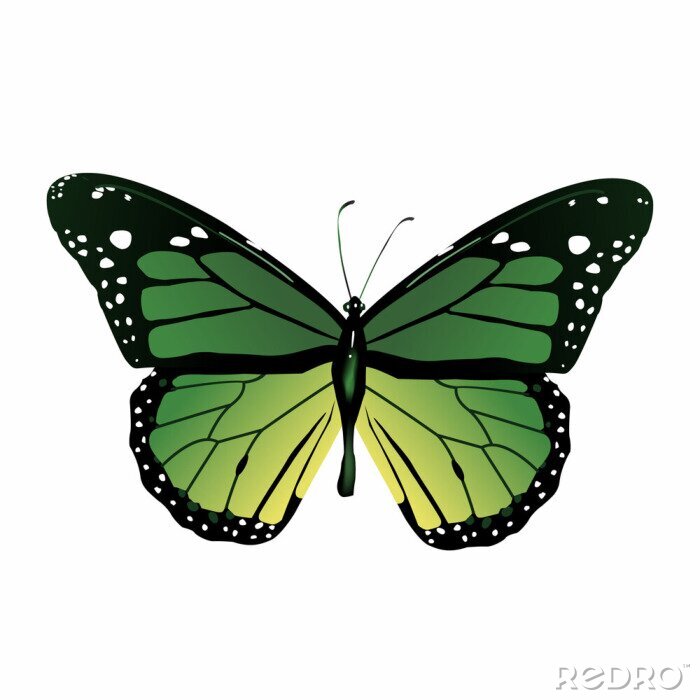 Sticker Groene grafische vlinder