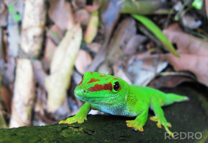 Sticker Groene hagedis op een tak
