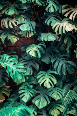 Groene monstera in de jungle