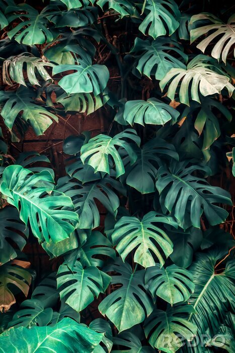 Sticker Groene monstera in de jungle