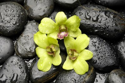 Groene orchidee en zen stenen met water druppel