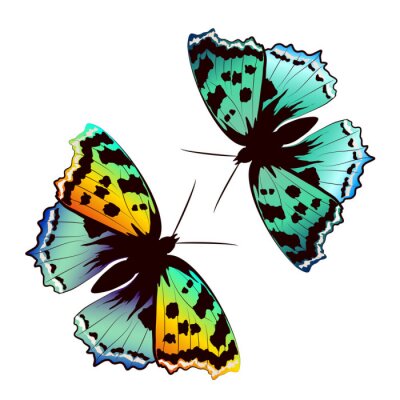 Sticker Groene vlinders op een witte achtergrond