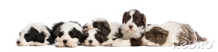 Sticker Groep Bearded Collie puppies, 6 weken oud, slapen in een rij