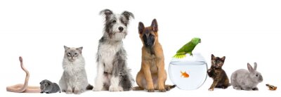Sticker Groep huisdieren met hond, kat, konijn, fret, vis, kikker, rat