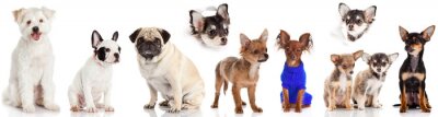 Sticker Groep puppies op een witte achtergrond. Groep honden