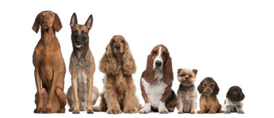 Sticker Groep van bruine honden zitten, van groter naar kleiner