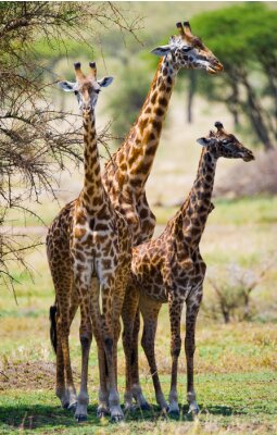 Sticker Groep van de giraffen in de savanne. Kenia. Tanzania. Oost Afrika. Een uitstekende illustratie.