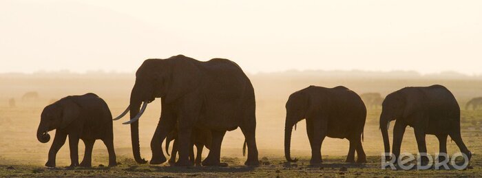 Sticker Groep van olifanten lopen op de savanne. Afrika. Kenia. Tanzania. Serengeti. Maasai Mara. Een uitstekende illustratie.