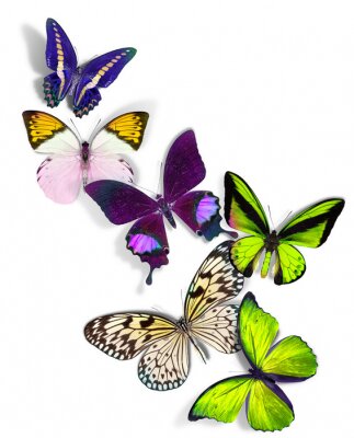 Sticker groep van vlinders