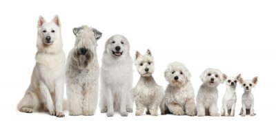 Sticker Groep witte honden zitten, van groter naar kleiner