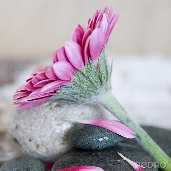 Sticker Grote bloem op stenen