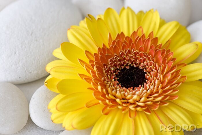 Sticker Grote gele bloem op stenen