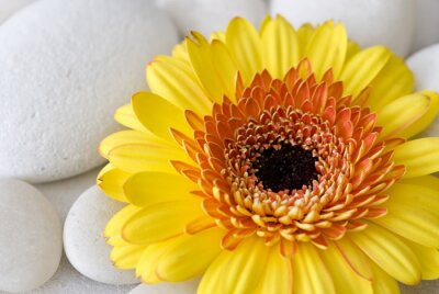 Sticker Grote gele bloem op stenen