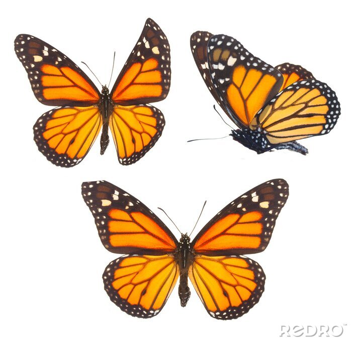 Sticker Grote gele vlinders