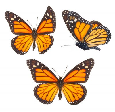 Sticker Grote gele vlinders