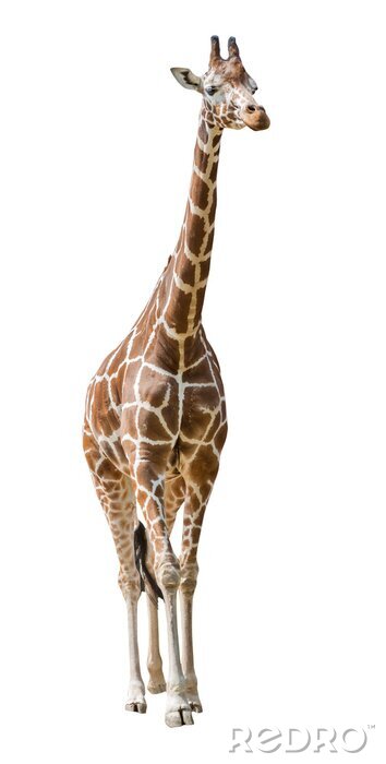 Sticker grote giraffe geïsoleerd op wit