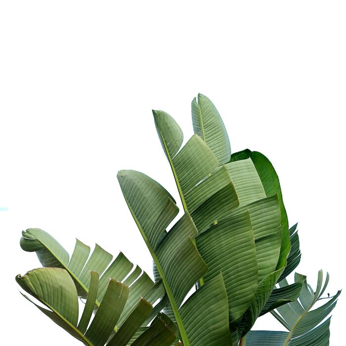 Sticker Grote groene bladeren botanisch patroon op witte achtergrond