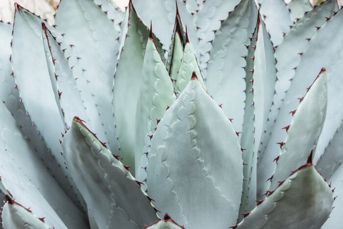 Sticker grote groene vetplant met doorn