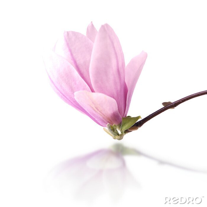 Sticker Grote magnolia bloesem