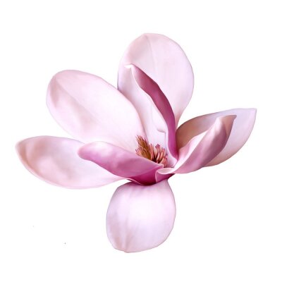Sticker Grote magnolia op een witte achtergrond