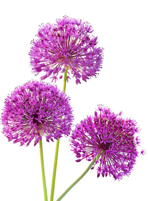 Sticker Grote opengewerkte bloemen