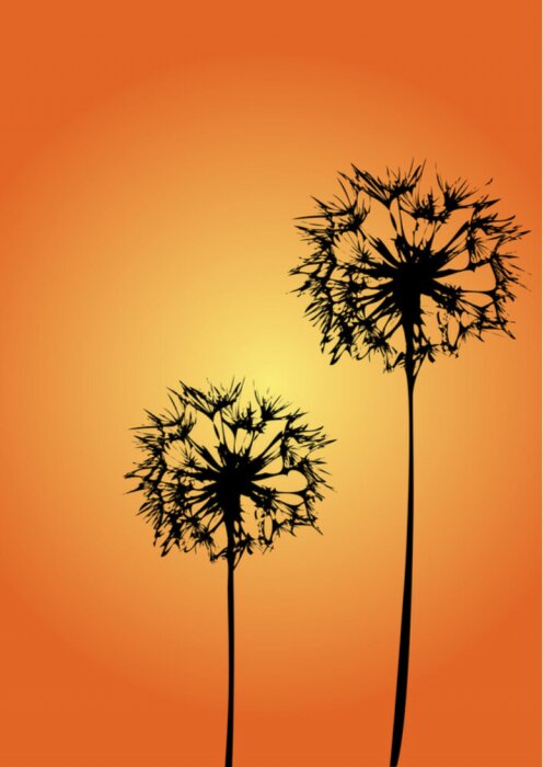 Sticker Grote paardebloem bloemen op een oranje achtergrond