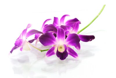 Sticker Grote paarse orchideebloemen