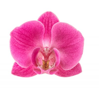 Sticker Grote roze orchidee