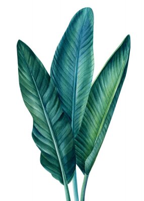 Sticker Grote tropische bladeren in aquarelstijl op een witte achtergrond