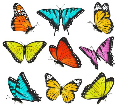 Sticker Grote vlinders op een witte achtergrond