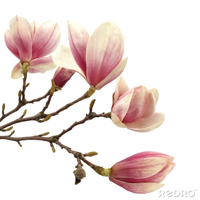 Sticker Grote volle magnolia's