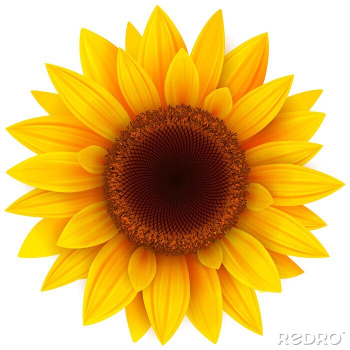 Sticker Grote zonnebloem bloem