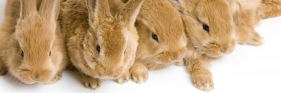 Sticker groupe de lapereaux