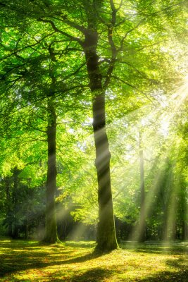 Grüner Wald im Sonnenlicht