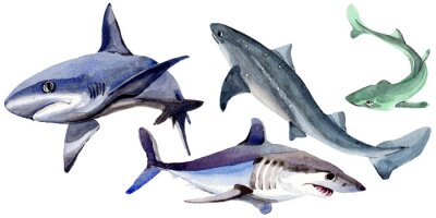 Sticker Haai wilde vis in een aquarelstijl geïsoleerd. Volledige naam van de vis: Haai. Aquarelle wilde vis voor achtergrond, textuur, wrapper patroon of tattoo.