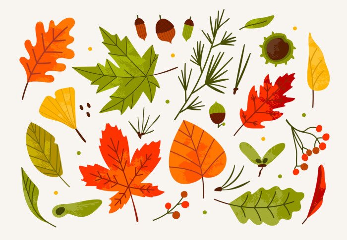 Sticker Hand drawn big vector set of various autumn leaves, rowan, acorn and chestnut. Colored trendy illustration. Flat design. Stamp texture. All elements are isolated