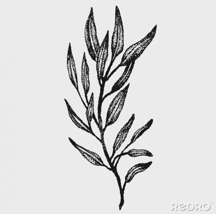 Sticker hand drawn monochrome botanical style plant vector illustrations in stippling technique . simple isolated floral and herb elements for graphic design, invitations, posters, tattoos. 