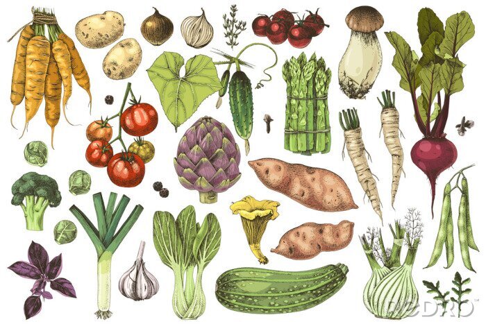 Sticker Hand drawn vegetables collection