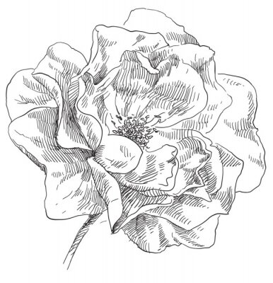 Hand geschetst poppy bloem