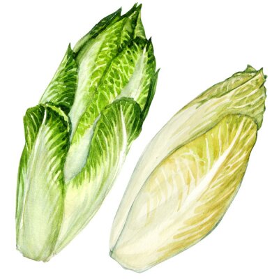 Sticker head of belgian endive chicory isolated