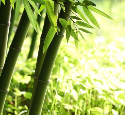 Helder groen bamboebos